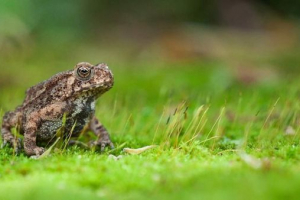 Малайська жаба: життя в природі і тераріум Малайська жаба: життя в природі і тераріум